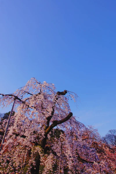 哭泣的樱桃树蓝天 — 图库照片