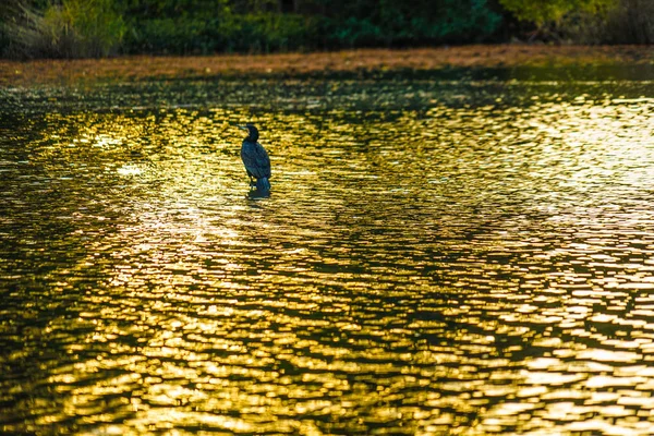 아이노 카쉬라 연못의 황혼에 왜가리 — 스톡 사진