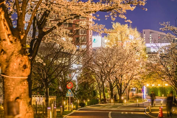 Akasaka Minato Tokio Flores Cerezo Ciudad —  Fotos de Stock