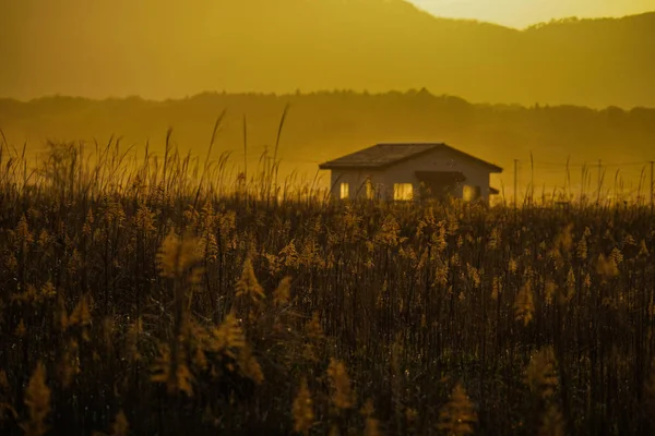 Japonská Pampas Tráva Pole Slunce Dům — Stock fotografie