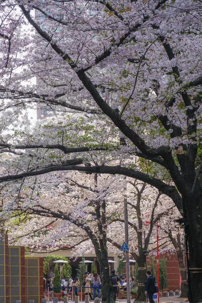 Roppongi Chome Cherry Tree Lined — 图库照片