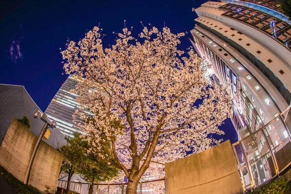 Akasaka Minato Tokyo Körsbär Blommor Och Stad — Stockfoto