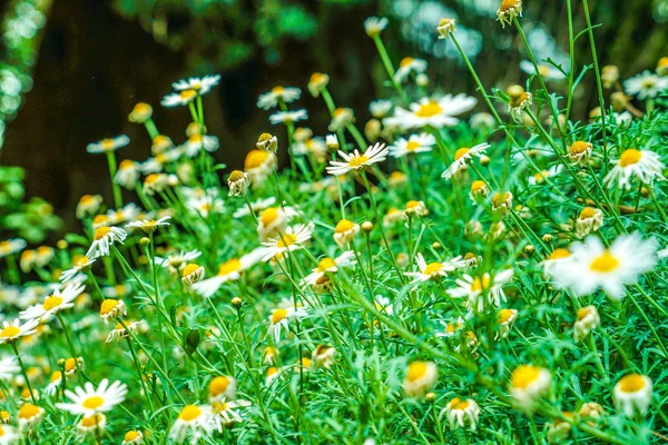 Bunga Putih Dan Kuning Daisy Margaret Chamomile — Stok Foto