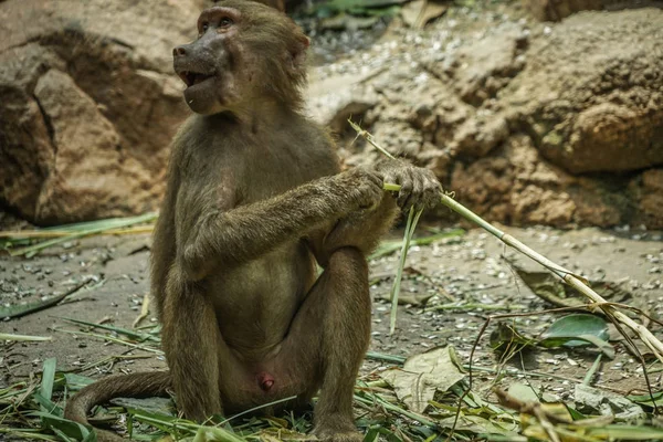 Afbeelding Van Bavianen Van Singapore Zoo — Stockfoto