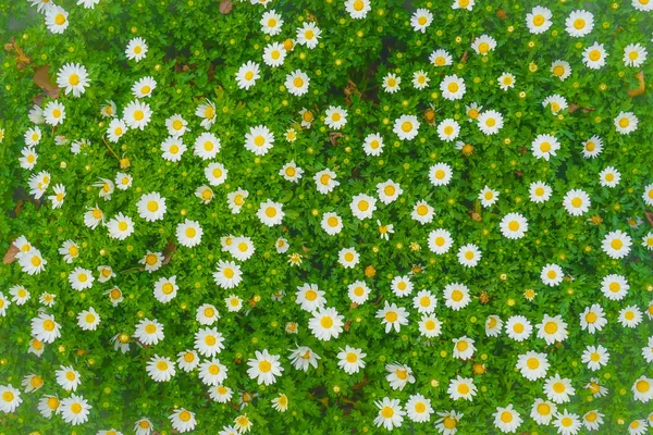 Chamomile Margaret Wallpaper — Stock Photo, Image