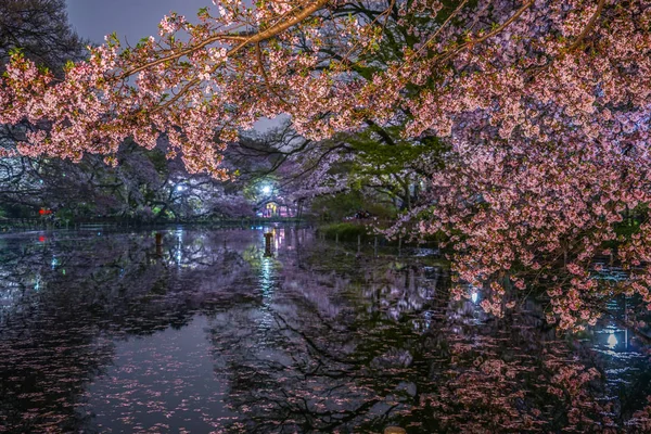 Kirschblüten Iokashira Park — Stockfoto