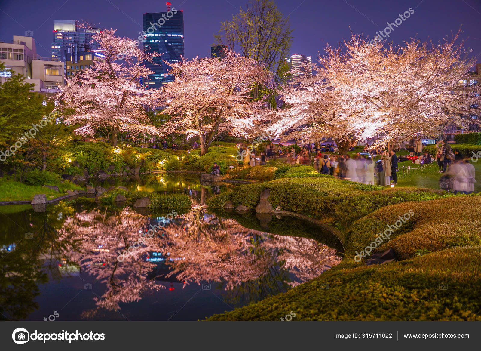 Mohri Garden Going See Cherry Blossoms Night Roppongi Hills