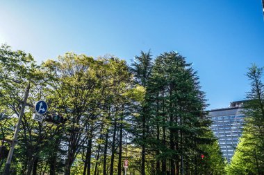 Miyagi Bölgesi, Sendai 'nin ağaçlık yolu.