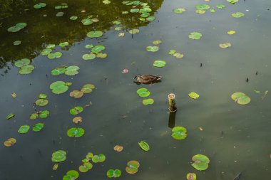 farklı hayvanlar, seçici odaklanma