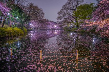 Inokashira Parkının kiraz çiçekleri