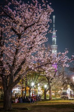 Gece manzarası ve Tokyo Gökyüzü Ağacı 'nda kiraz çiçeklerini görmeye gidiyorum.