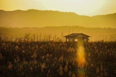 Japon pampaları çim tarlaları, güneş ve ev