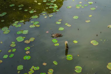 peyzaj arka planı, seçici odak