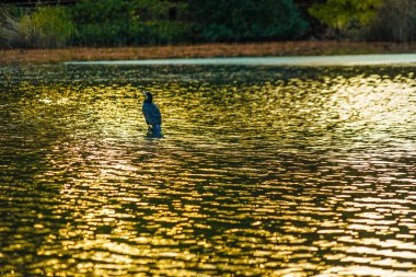 Balıkçıl, Inokashira gölünün alacakaranlığında duruyor.