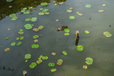 Lotus ve ördek resmi