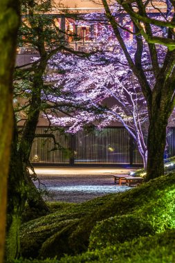 Bahar Japon bahçesinin resmi