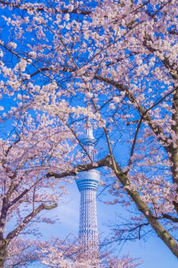 Tokyo Gökyüzü Ağacı ve Kiraz