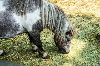 Şirin çiftlik midillisi imajı