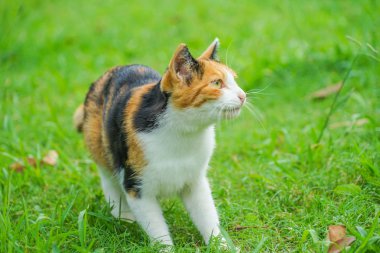 Kaplumbağa kabuğu kedi bozkırda yuvalanmış.