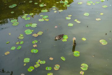 farklı hayvanlar, seçici odaklanma