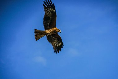 Gökyüzünde uçmak için uçurtma