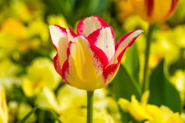 Lale Alanları, seçici odak