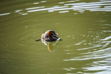 Kuşların banyo görüntüsü (Yamato-shi, Kanagawa)