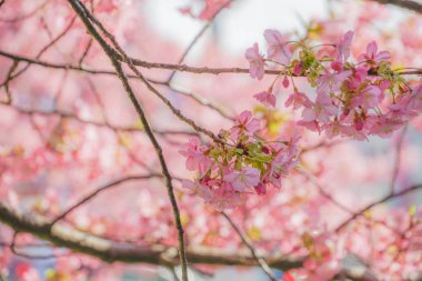 Miurakaigan 'dan Sakura Kawazu.
