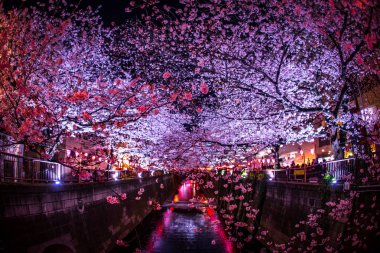 Geceleri Nakameguro Meguro Nehri 'nin kiraz çiçeklerini görmeye gidiyorum.