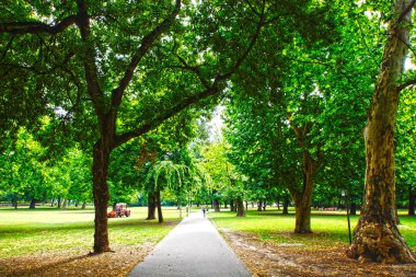 Güzel bitki, seçici odaklanma