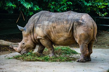 farklı hayvanlar, seçici odaklanma