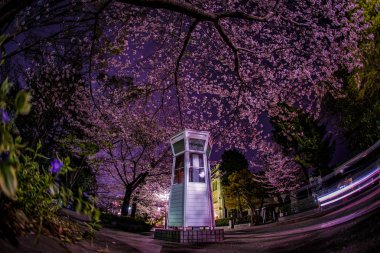 Kiraz çiçekleri ve Yokohama Motomachi telefon kulübesi.