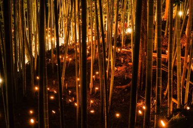 Bambu koruluğunun küçük çaplı aydınlığı (Vatandaşın küçük masa kalesi ormanı))