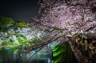 Chidorigafuchi gece kiraz çiçeklerini görmeye gidiyor.