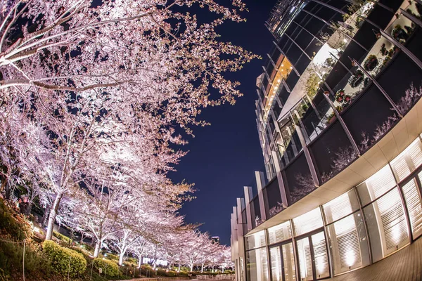 Повний Цвіт Вишневого Дерева Токійського Середнього Міста — стокове фото