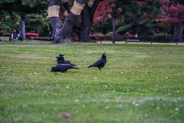 Verschiedene Tiere Selektiver Fokus — Stockfoto