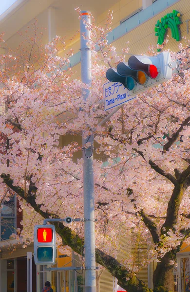 多摩プラザの桜と交通 — ストック写真
