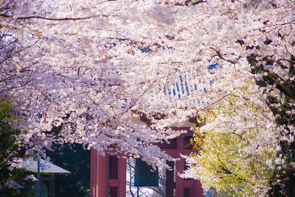 红豆杉盛开的樱桃树 — 图库照片