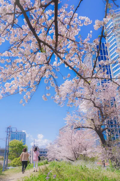 Cerisier Futakotamagawa Tama Bordée Arbres — Photo