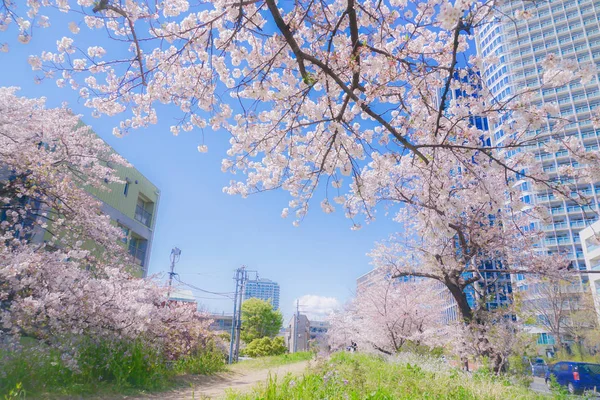 Futakotamagawa Tama Cherry Tree Lined — ストック写真