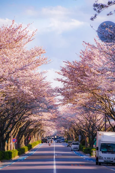 Chofu Airport Kersenboom Omzoomd — Stockfoto