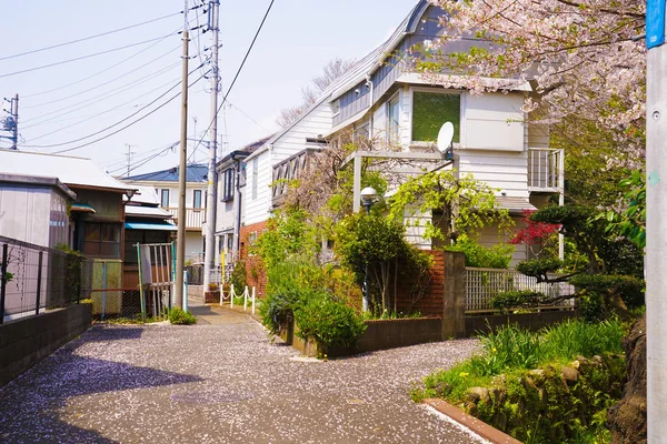 通りに桜の木があります — ストック写真