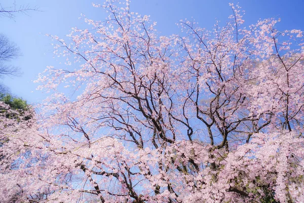 Cerisier Pleureur Ciel Bleu Ensoleillé — Photo