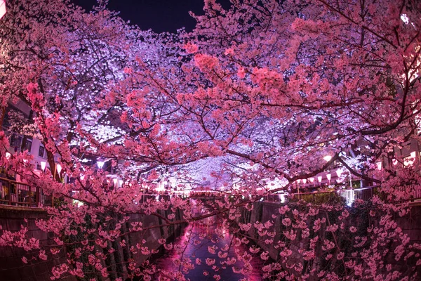 Цветение Сакуры Реке Мегуро — стоковое фото