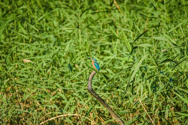 Imagem Kingfisher Parque Florestal Yamato Shi Izumi — Fotografia de Stock