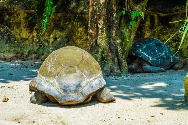 Schildpad Ontspannen Het Strand — Stockfoto