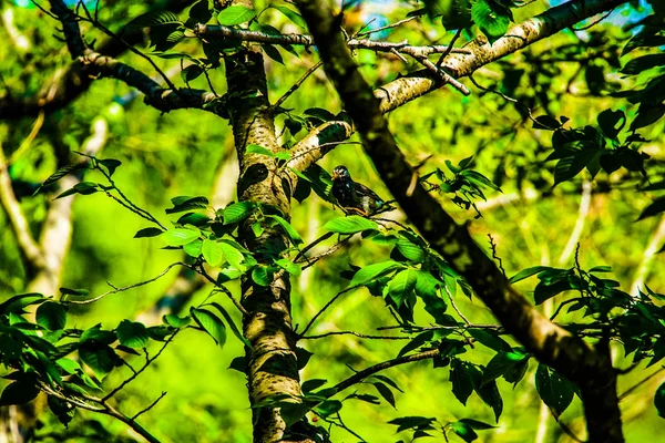 Imagen Starling Yamato Shi Kanagawa —  Fotos de Stock