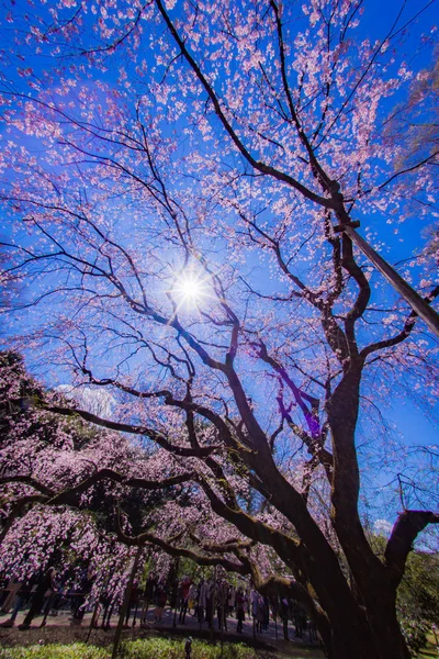 Cerezo Llorón Cielo Azul Soleado —  Fotos de Stock