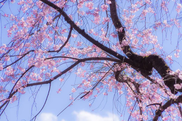 Weinender Kirschbaum Und Sonniger Blauer Himmel — Stockfoto