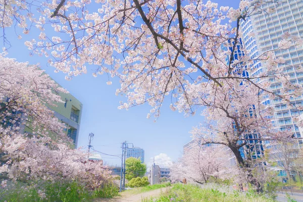 Futakotamagawa Tama Kersenboom Omzoomd — Stockfoto